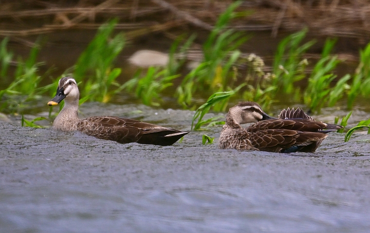 Z7愛就是全心全意陪伴：在天願為比翼鳥、在地願為連理枝！車城花嘴鴨。