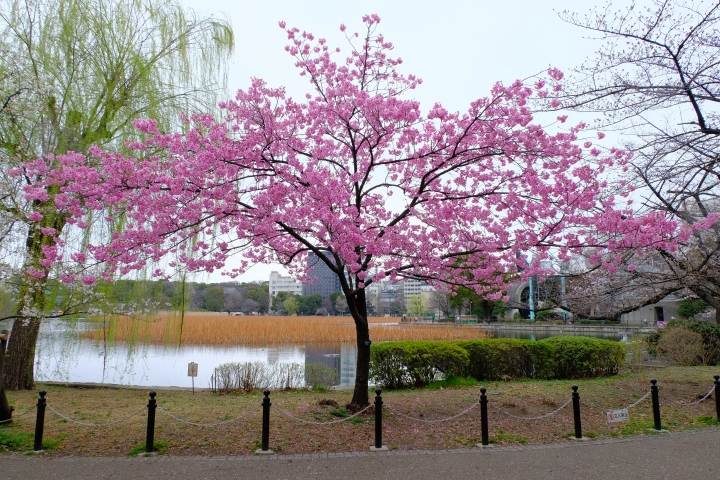 睽違已久的東京之旅 [圖多!]