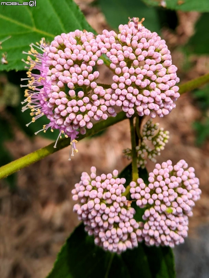 杜虹花 嘉義市西區埤子頭植物園04/13