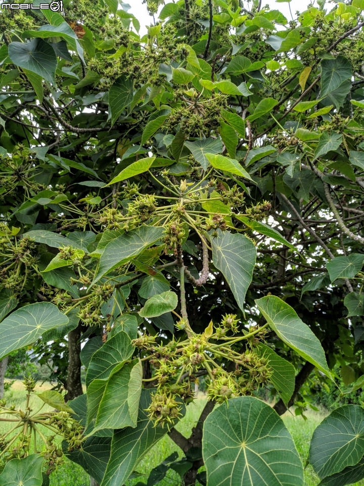 福木+海檬果+雞冠刺桐 台南市安平區億載公園 04/21