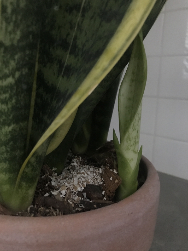 請問，想移植虎尾蘭的小側芽，要如何取出來呢？