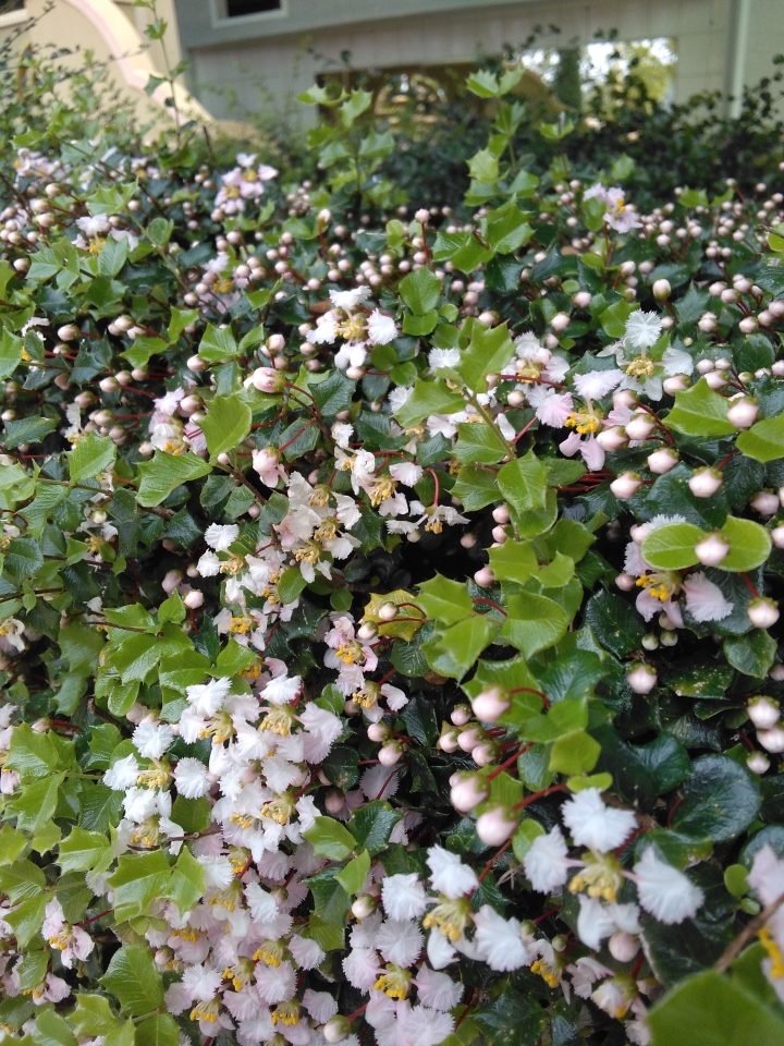 請問植物名稱，謝謝大家。