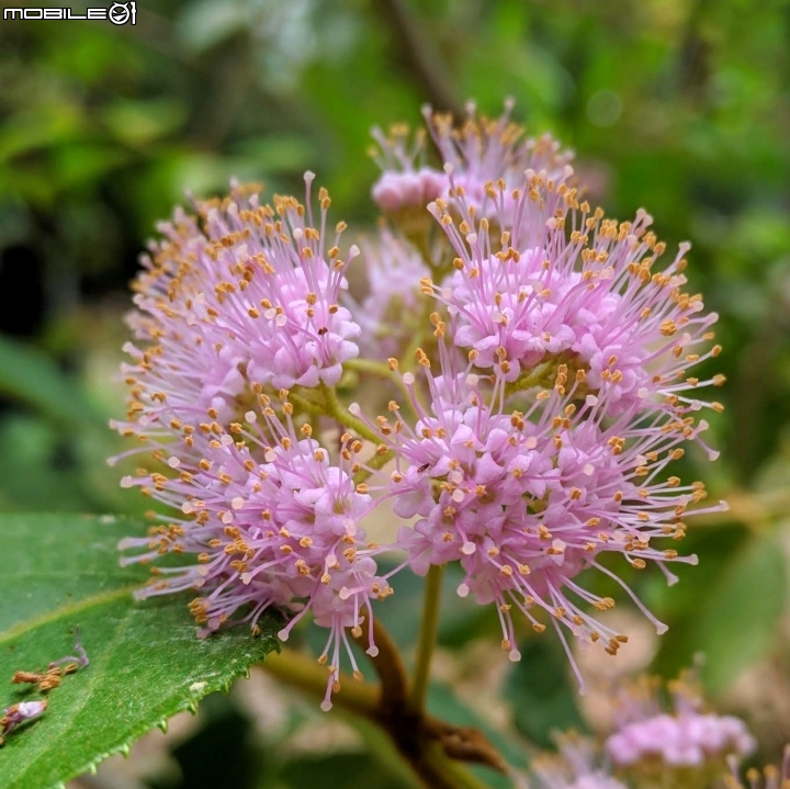 杜虹花 嘉義市西區埤子頭植物園04/13