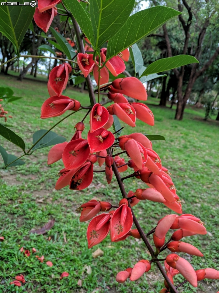 福木+海檬果+雞冠刺桐 台南市安平區億載公園 04/21