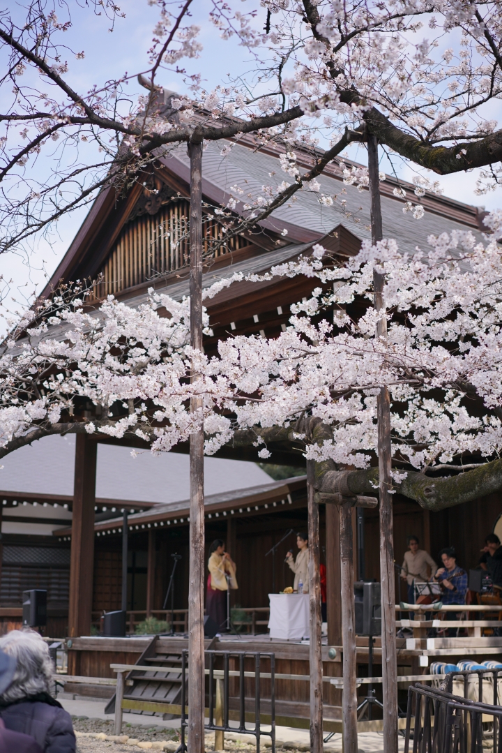 2019東京櫻花之旅
