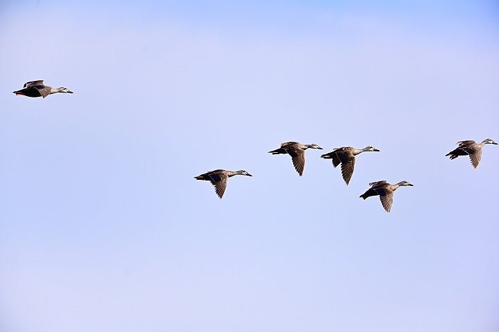 Z7愛就是全心全意陪伴：在天願為比翼鳥、在地願為連理枝！車城花嘴鴨。