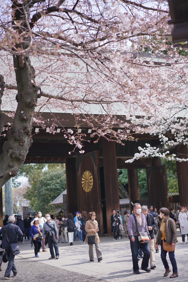 2019東京櫻花之旅