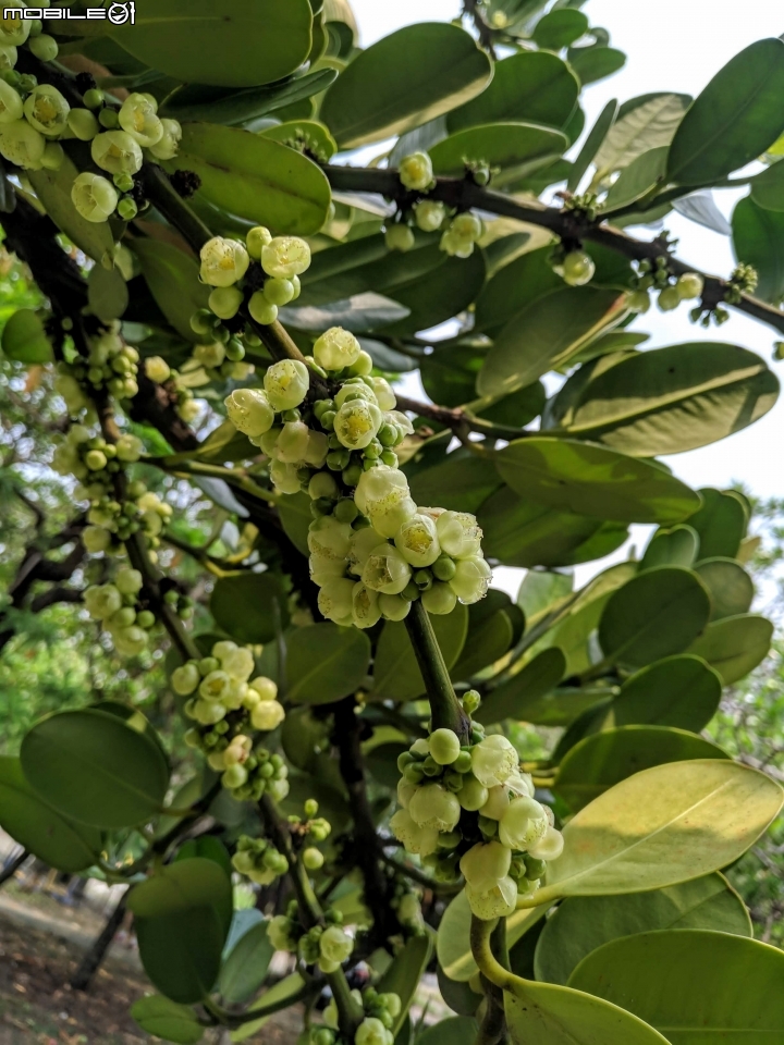 福木+海檬果+雞冠刺桐 台南市安平區億載公園 04/21
