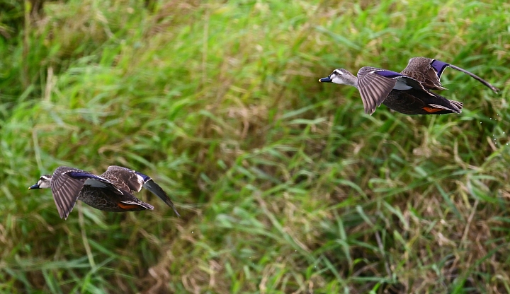 Z7愛就是全心全意陪伴：在天願為比翼鳥、在地願為連理枝！車城花嘴鴨。
