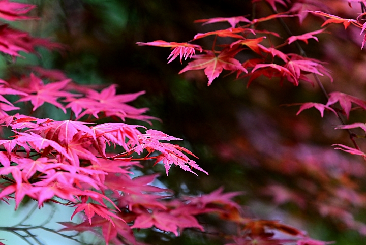 Z6、Z7、P1000也到了阿里山，拍櫻花、拍紫藤、拍紅葉，總共14台Nikon相機記錄阿里山。