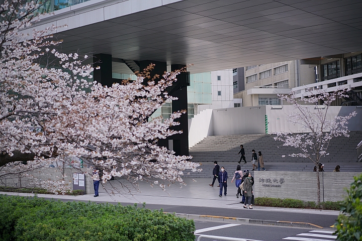 2019東京櫻花之旅