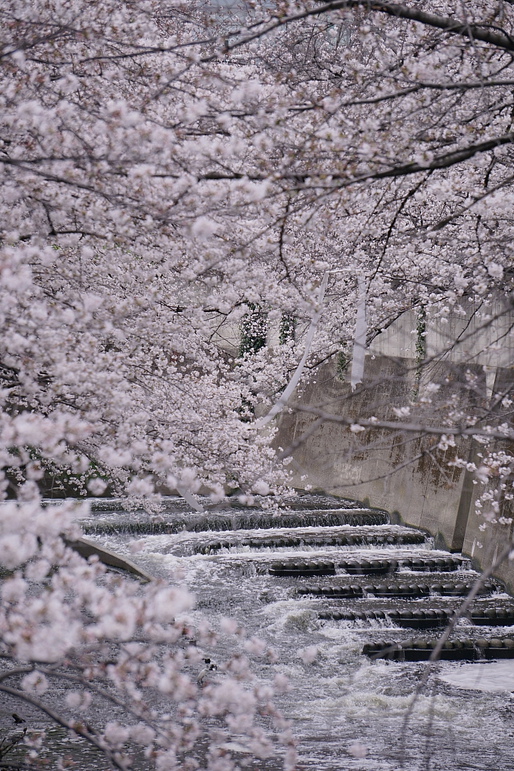 2019東京櫻花之旅