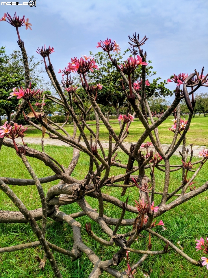 福木+海檬果+雞冠刺桐 台南市安平區億載公園 04/21