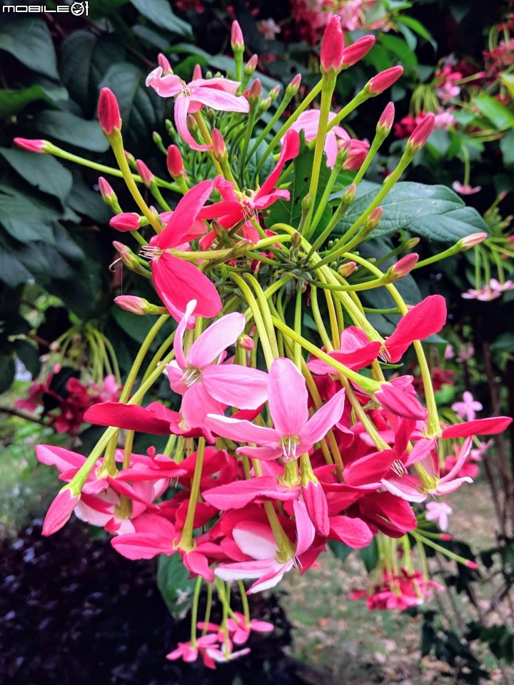 使君子花 台南市東區裕永路後甲公園 04/14