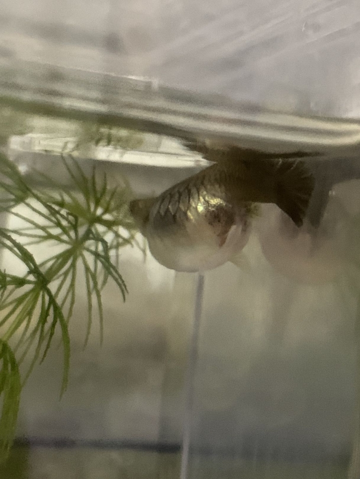 孔雀魚肚子好大