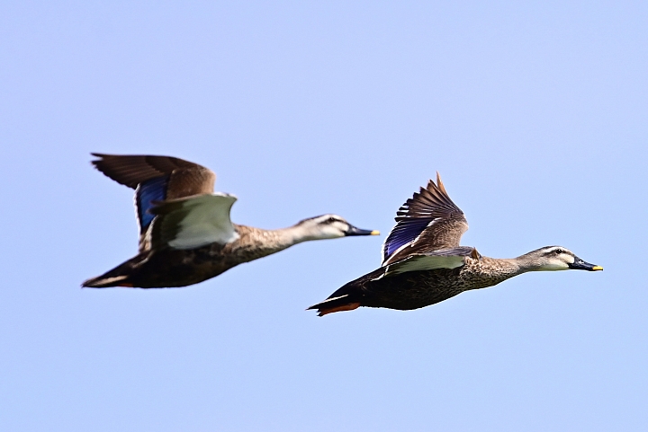 Z7愛就是全心全意陪伴：在天願為比翼鳥、在地願為連理枝！車城花嘴鴨。