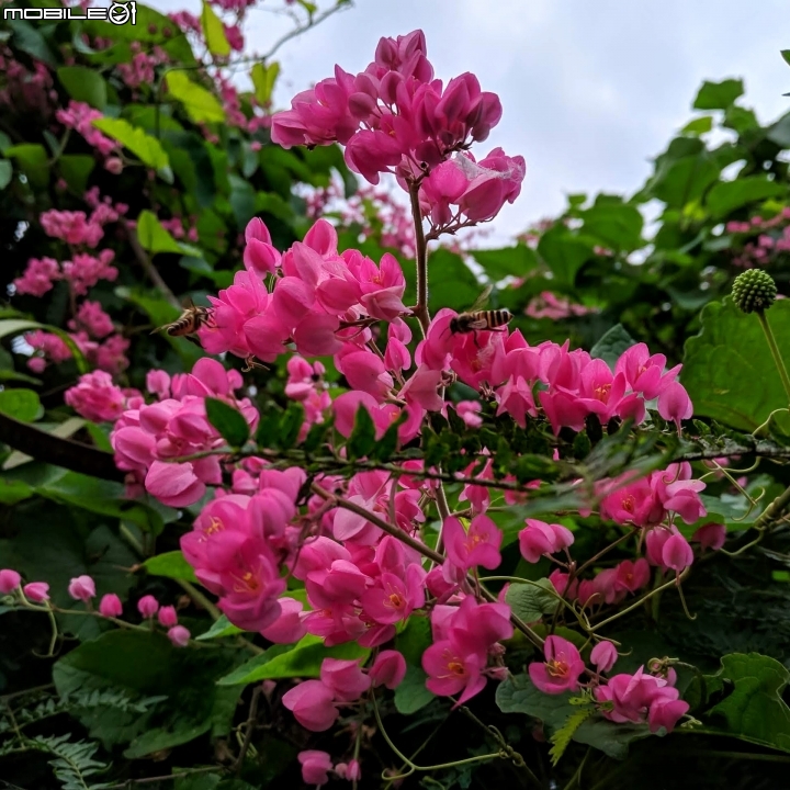 福木+海檬果+雞冠刺桐 台南市安平區億載公園 04/21