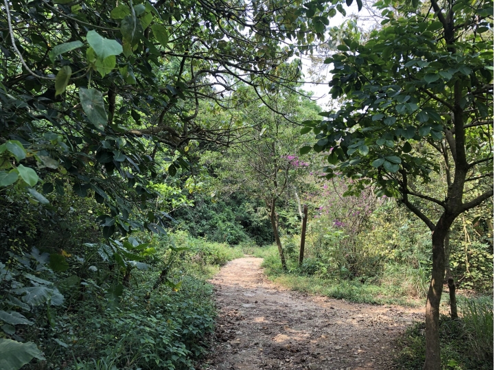 親近高雄大自然，南壽山（南柴山）散步行，路線分享！