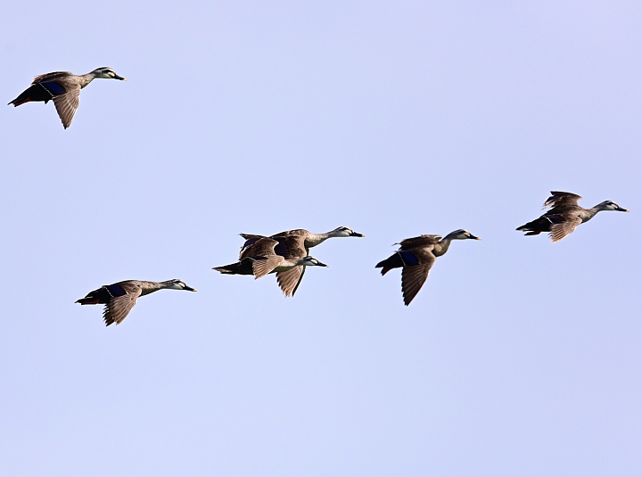 Z7愛就是全心全意陪伴：在天願為比翼鳥、在地願為連理枝！車城花嘴鴨。