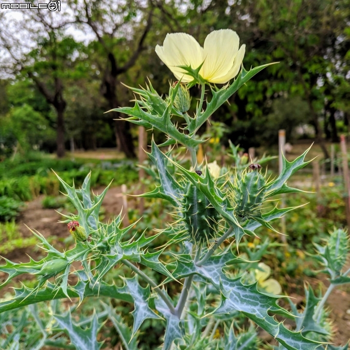 使君子花 台南市東區裕永路後甲公園 04/14