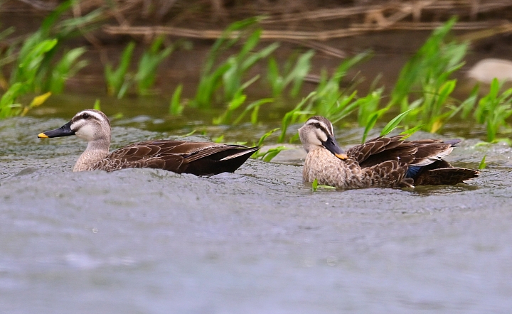 Z7愛就是全心全意陪伴：在天願為比翼鳥、在地願為連理枝！車城花嘴鴨。
