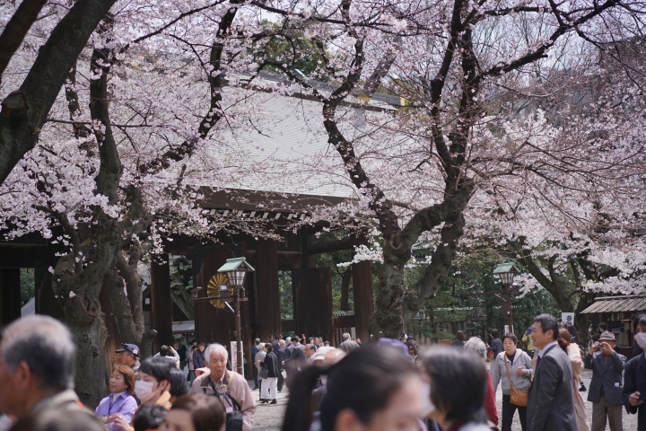 2019東京櫻花之旅