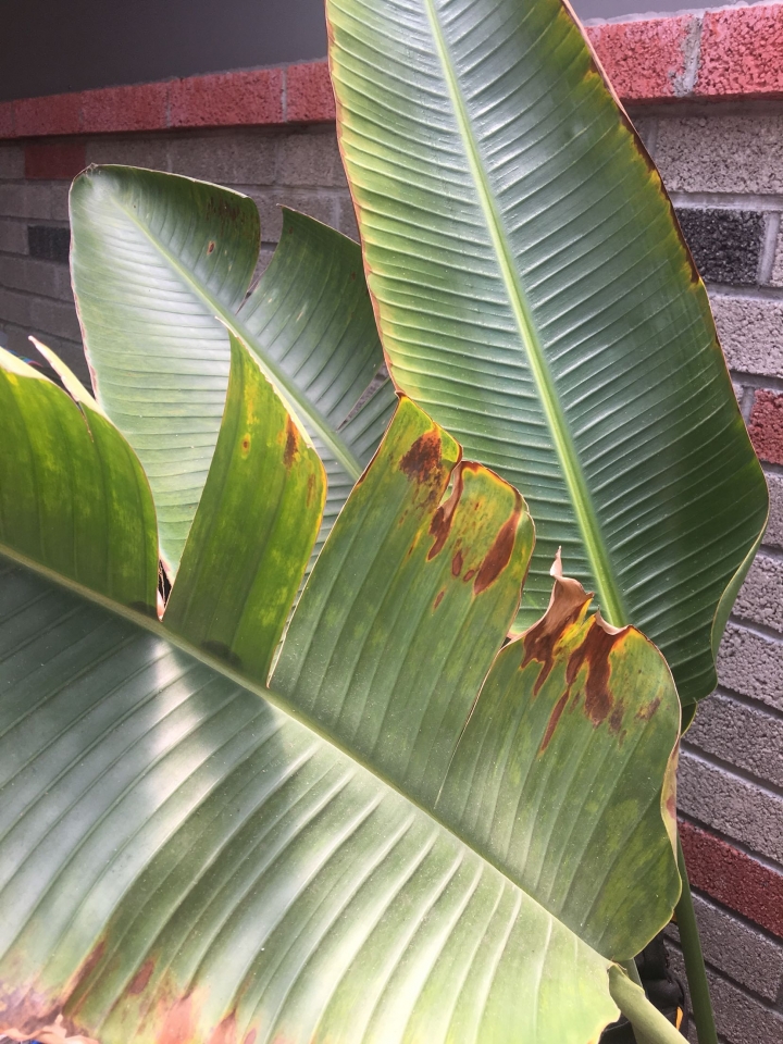 天堂鳥焦邊