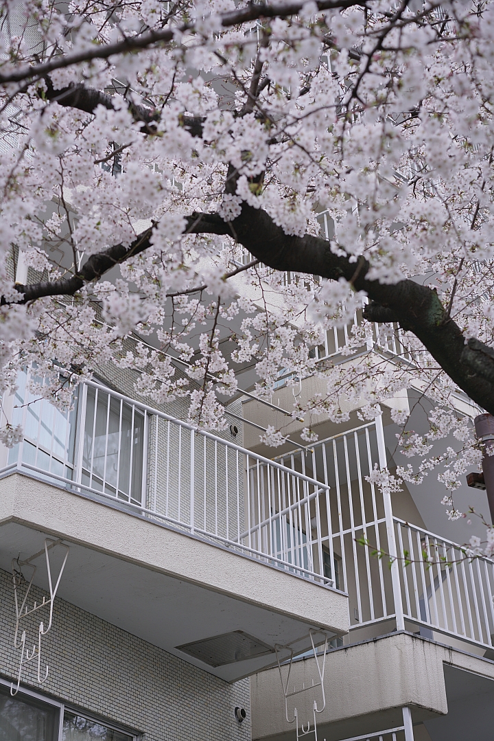 2019東京櫻花之旅