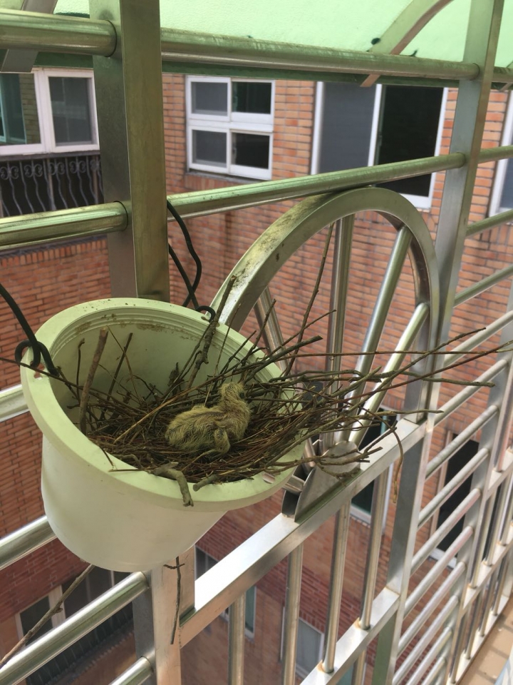 動物來我家