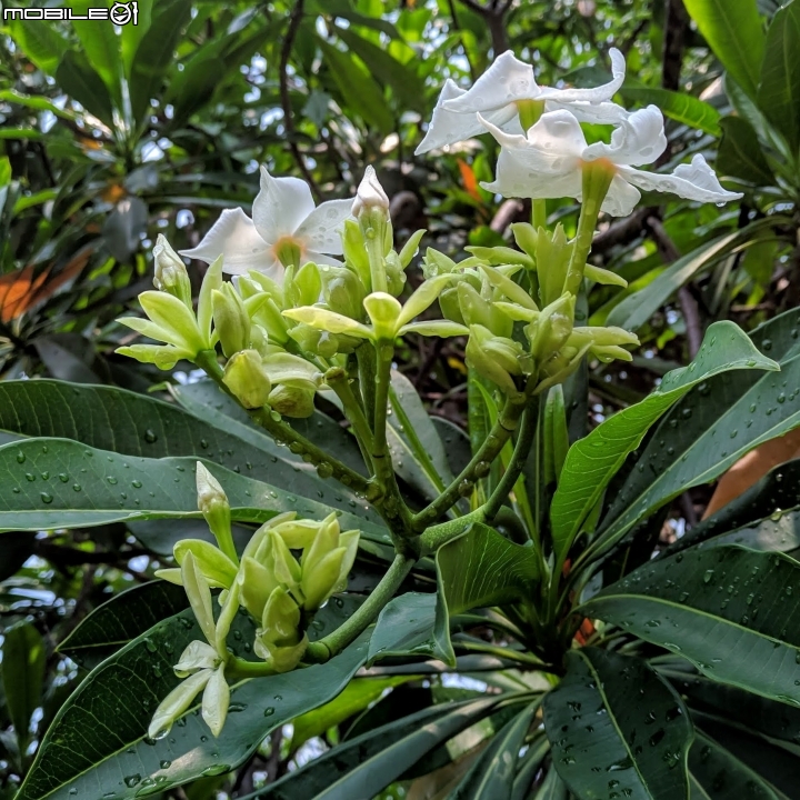 福木+海檬果+雞冠刺桐 台南市安平區億載公園 04/21