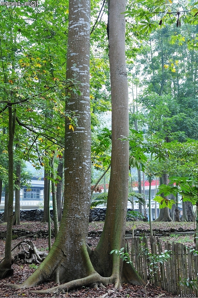 Z7愛就是全心全意陪伴：在天願為比翼鳥、在地願為連理枝！車城花嘴鴨。