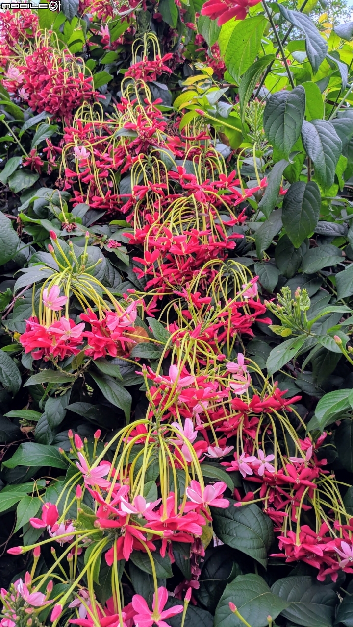 使君子花 台南市東區裕永路後甲公園 04/14