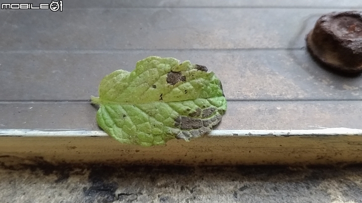 薄荷生長不順 求診