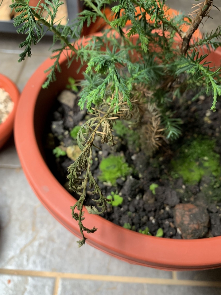 請問紅檜葉子枯萎