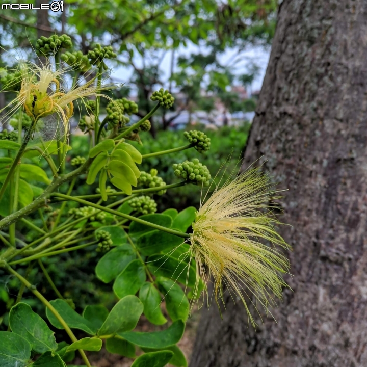 福木+海檬果+雞冠刺桐 台南市安平區億載公園 04/21