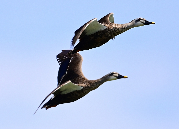 Z7愛就是全心全意陪伴：在天願為比翼鳥、在地願為連理枝！車城花嘴鴨。