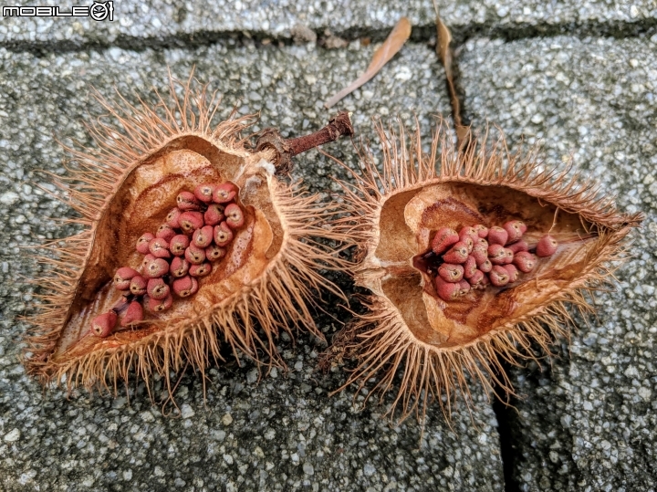 杜虹花 嘉義市西區埤子頭植物園04/13