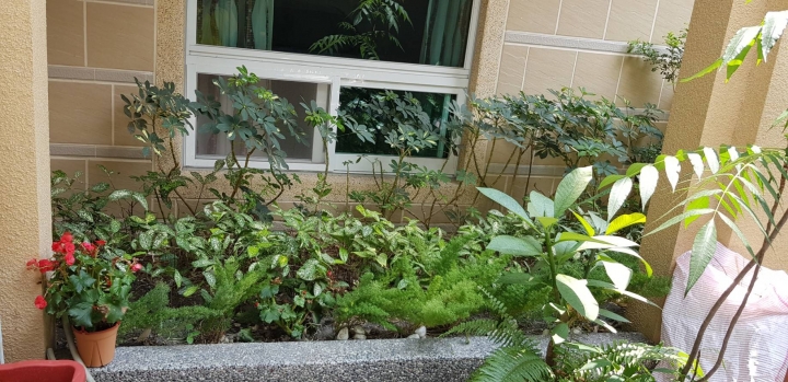 植物病變求救