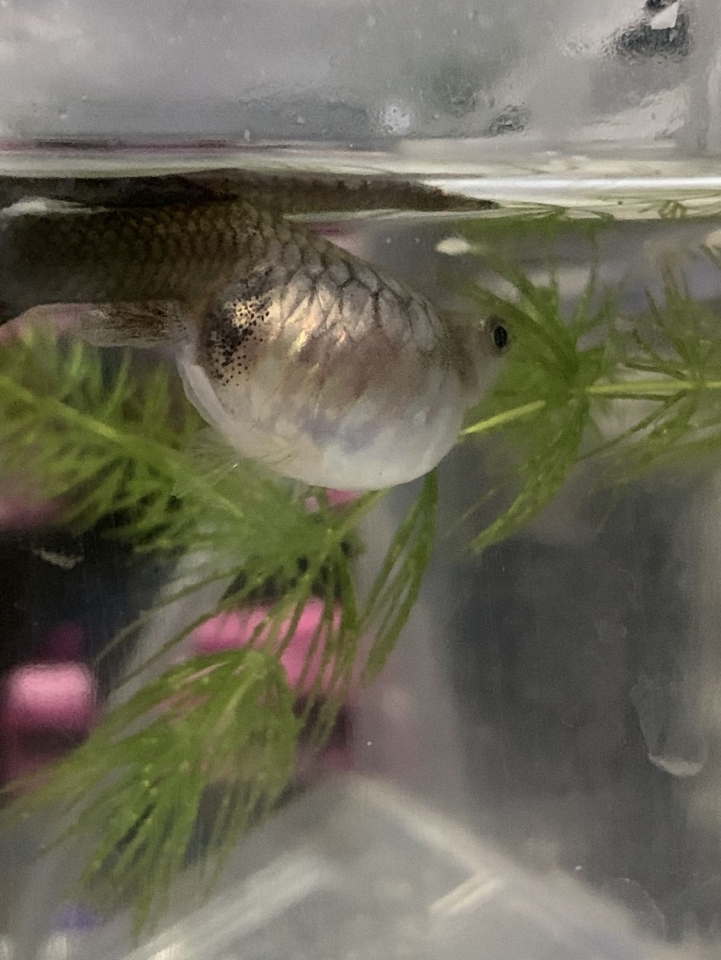 孔雀魚肚子好大