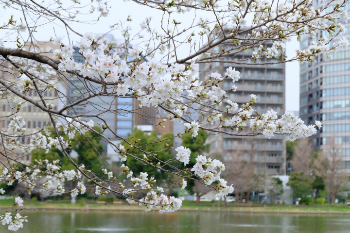 睽違已久的東京之旅 [圖多!]