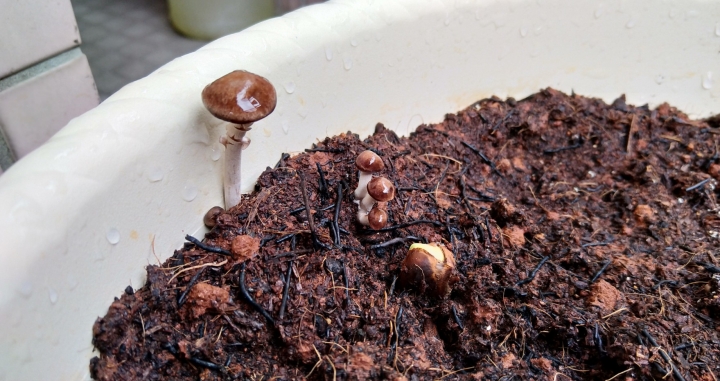 培養土 長出的菇類