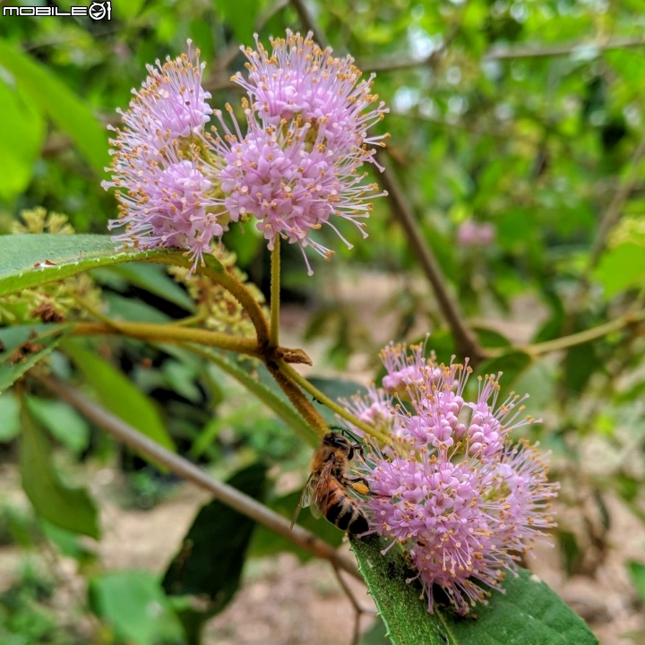 杜虹花 嘉義市西區埤子頭植物園04/13
