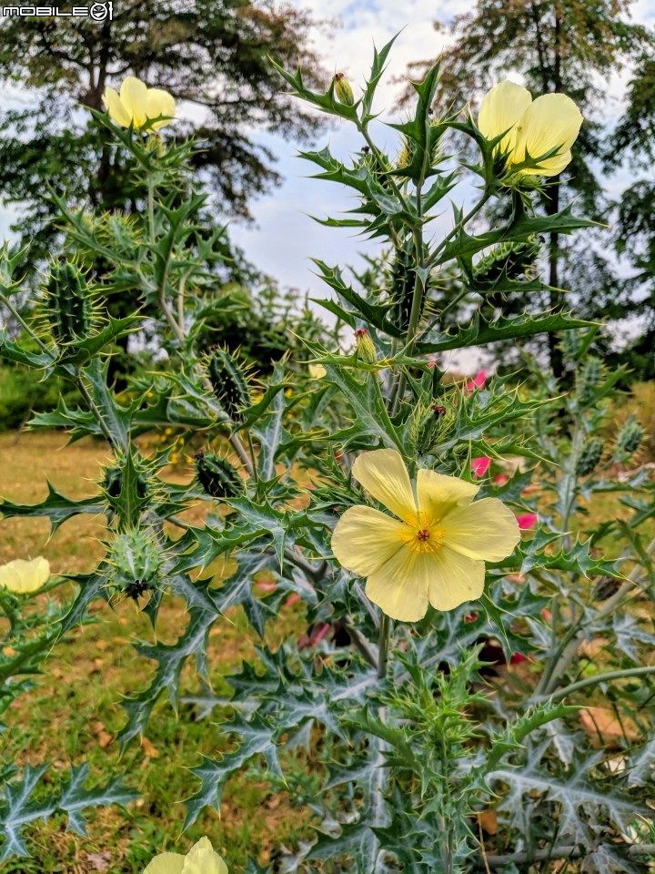 使君子花 台南市東區裕永路後甲公園 04/14