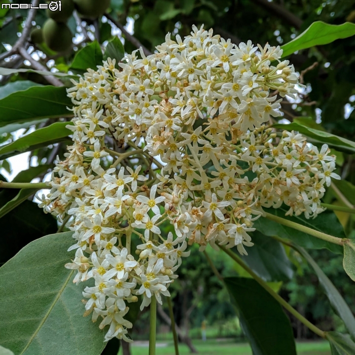 福木+海檬果+雞冠刺桐 台南市安平區億載公園 04/21