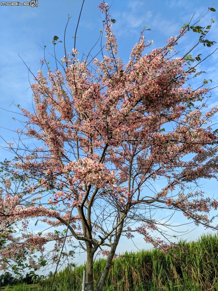 花旗木 台南市西港區南45-1鄉道金砂里 04/06