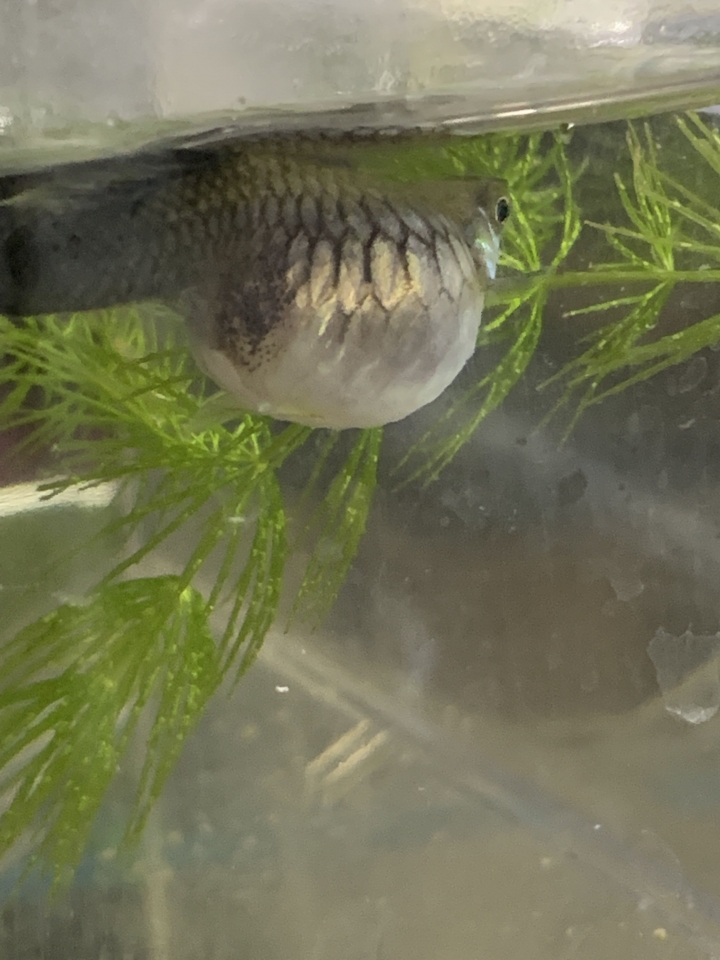 孔雀魚肚子好大