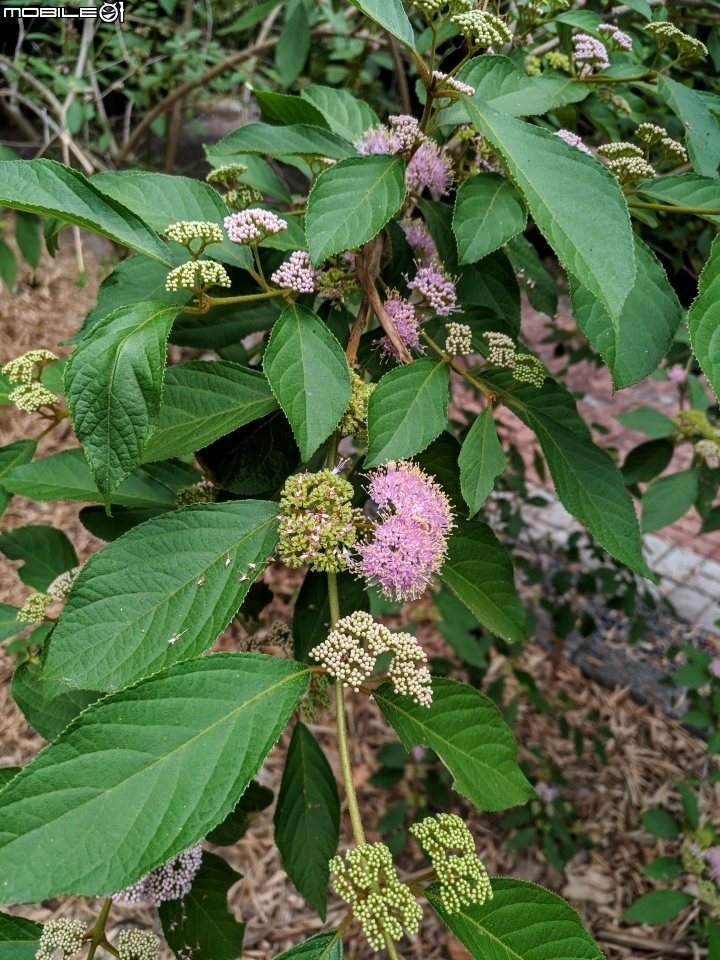 杜虹花 嘉義市西區埤子頭植物園04/13