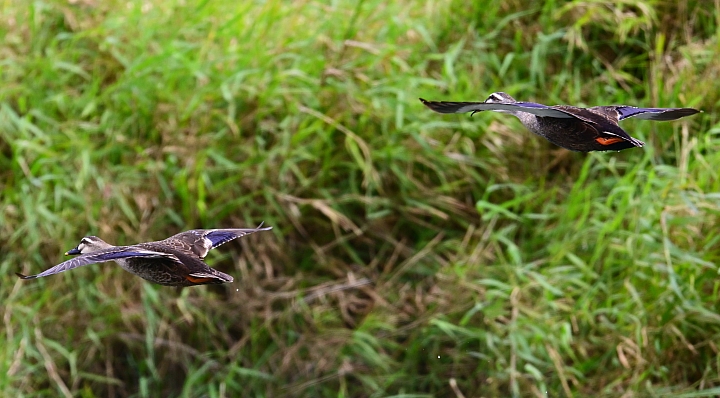 Z7愛就是全心全意陪伴：在天願為比翼鳥、在地願為連理枝！車城花嘴鴨。