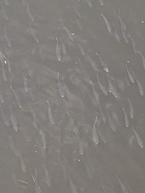 逆流而上的小魚