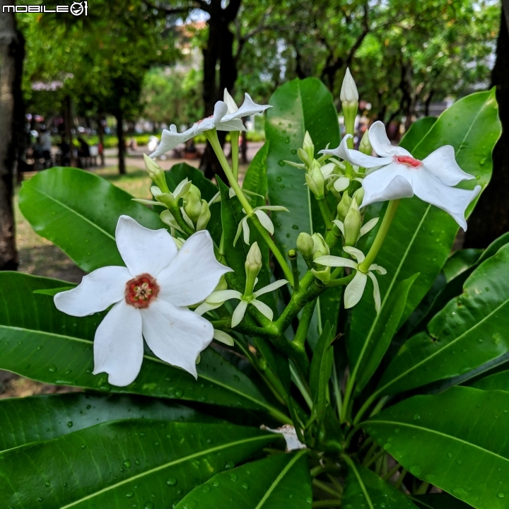 福木+海檬果+雞冠刺桐 台南市安平區億載公園 04/21